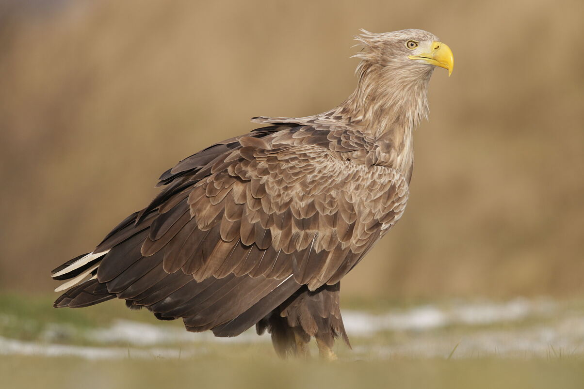 02_BILLA_Seeadler