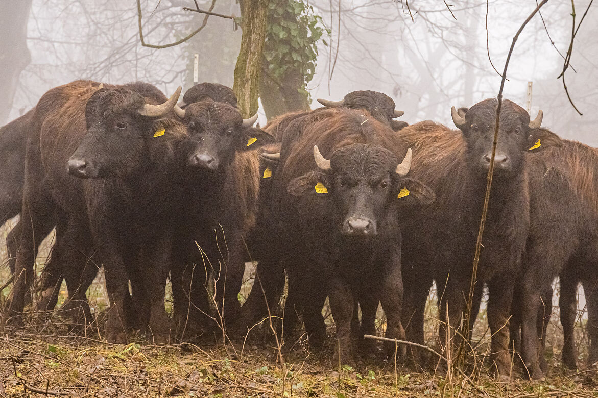 03_BILLA_Wasserbuffel
