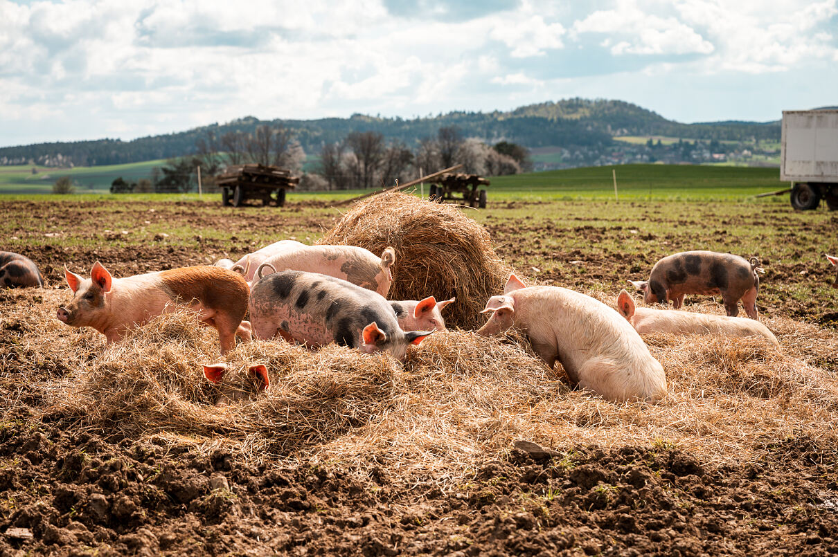 Ja! Natürlich Freilandschweine am Hof von Josef Schiefer, Ja! Natürlich Bio-Landwirt_2